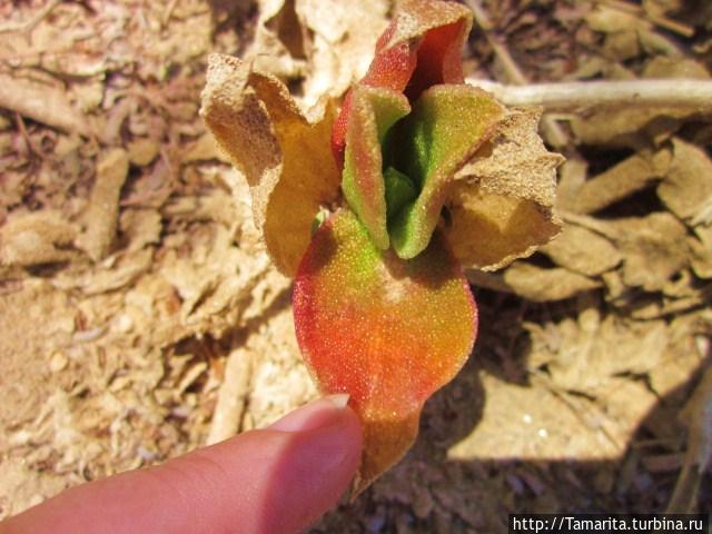 Думаю, что это монзония.