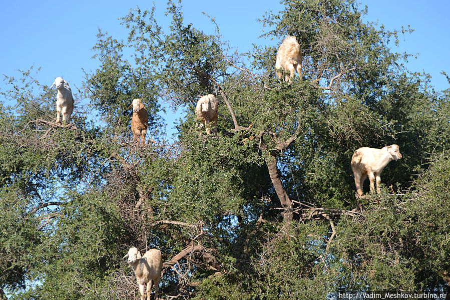 Летающие козы Марокко