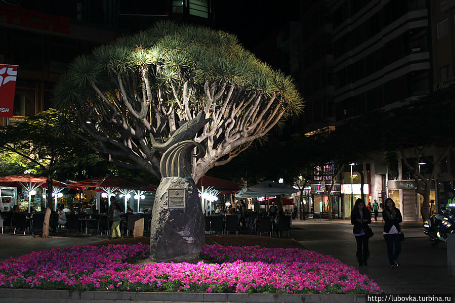 Священное дерево Канарских островов — Дерево Драко.