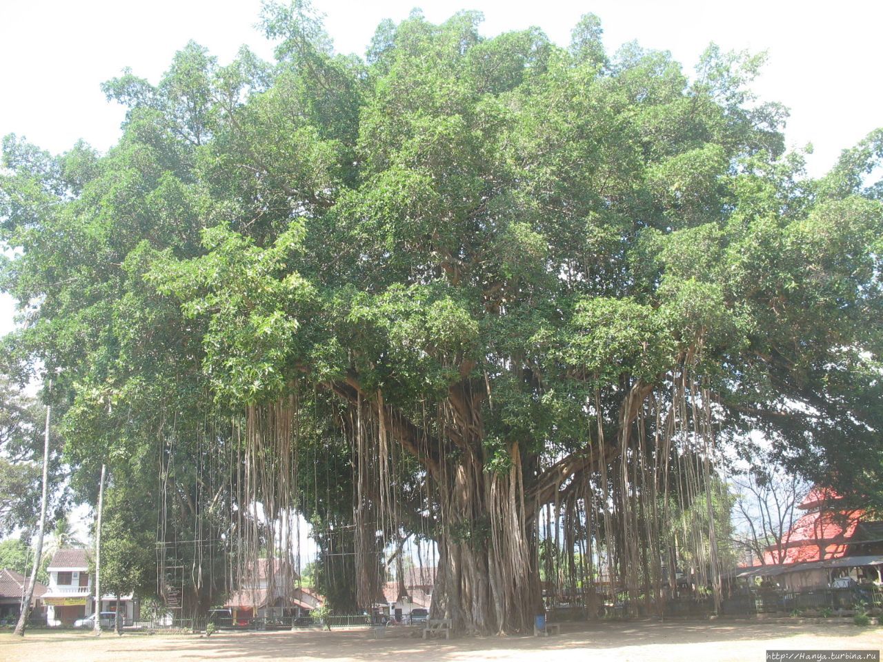 Дерево баньян возле храма Мендут Магеланг, Индонезия