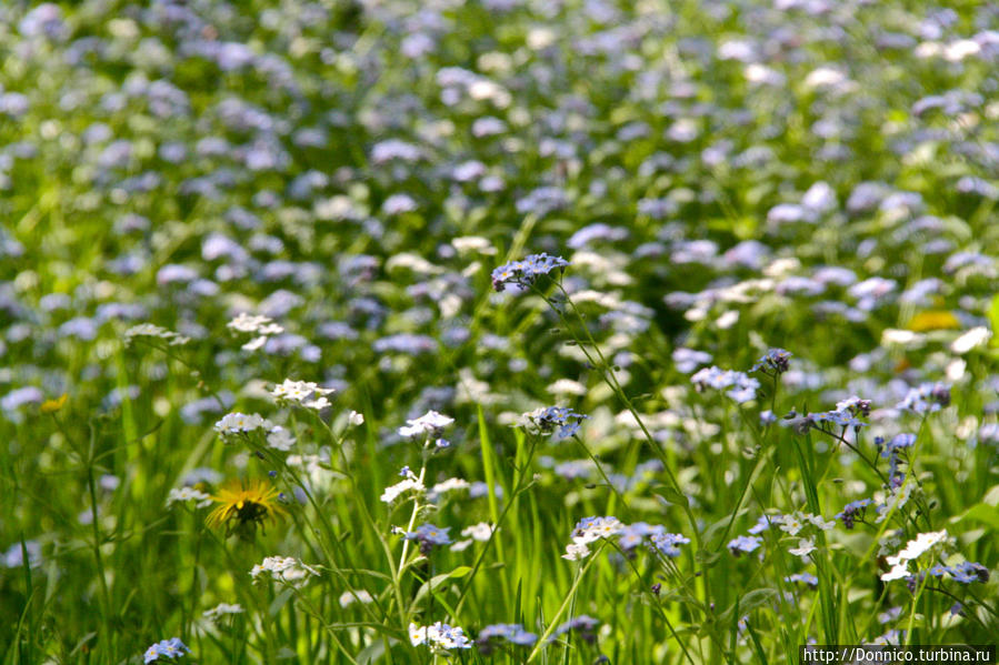 Не забудь меня, Незабудка... Калужская область, Россия
