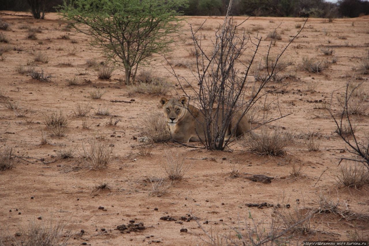 Новый год в Намибии. Часть 1. Подарите мне льва Намибия