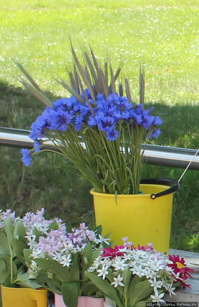 Любимый цветок эстонцев.
г.Тарту Эстония