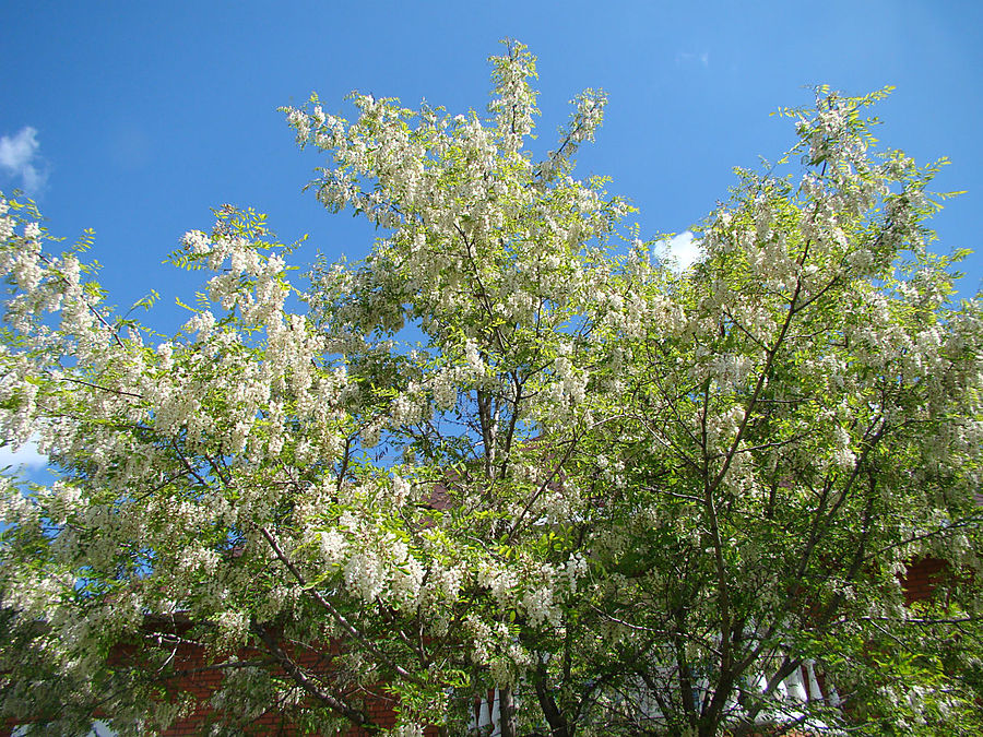 Моя сакура Москва, Россия