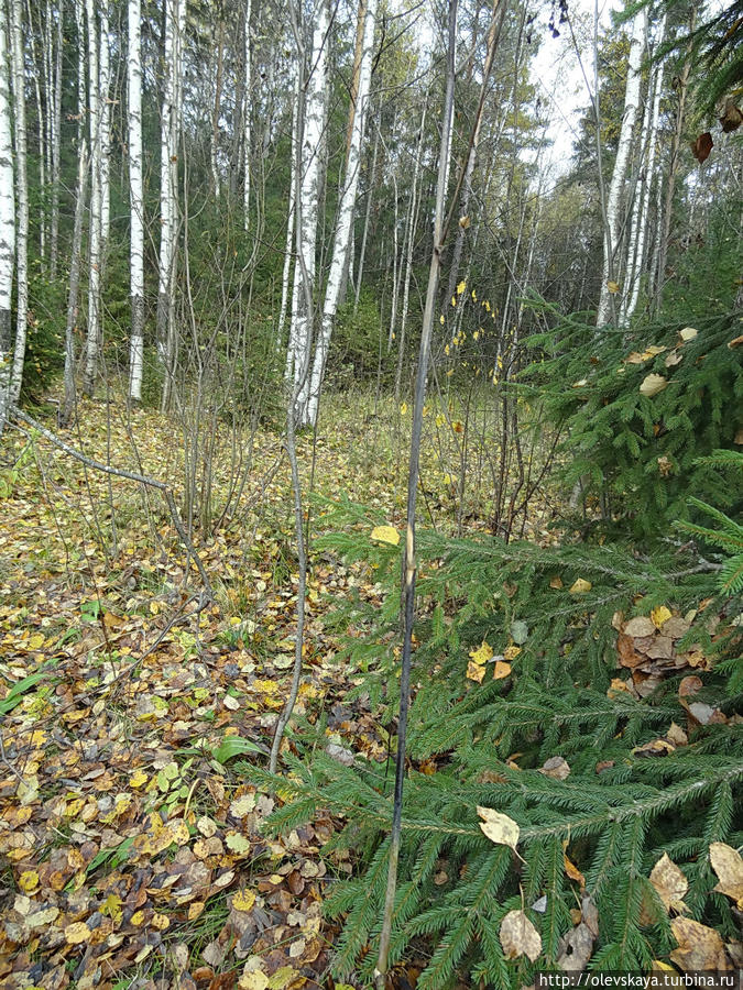 В лесу под Вологдой Вологда, Россия