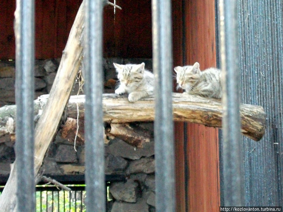 Европейские лесные котята.