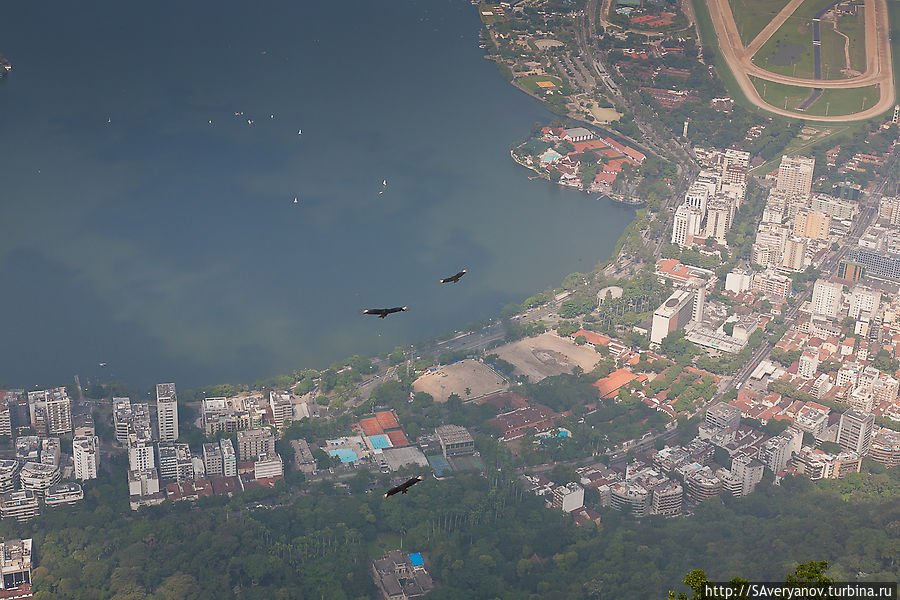 Грифы над Рио
