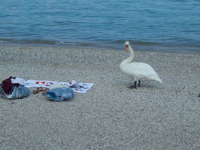 Набережная Пескьеры