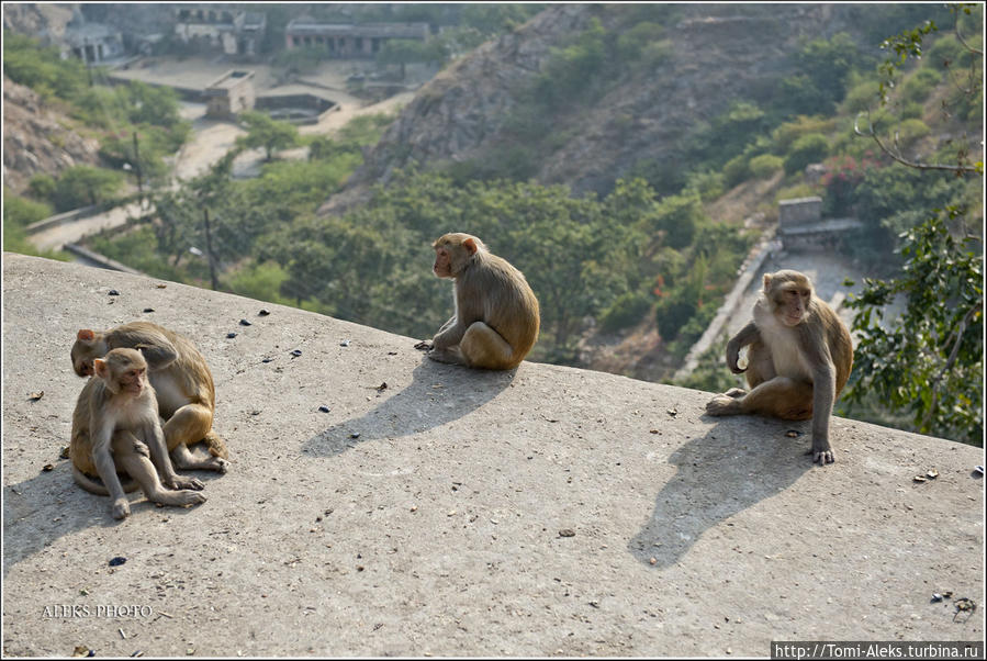 Надеюсь, что бананов на вашу долю всегда хватит, ведь сюда их несут туристы...
* Джайпур, Индия