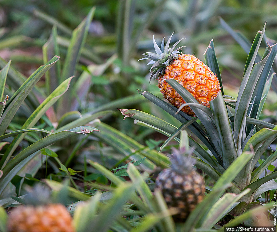 Маленькие ананасы на кустах. Один куст — один ананас.