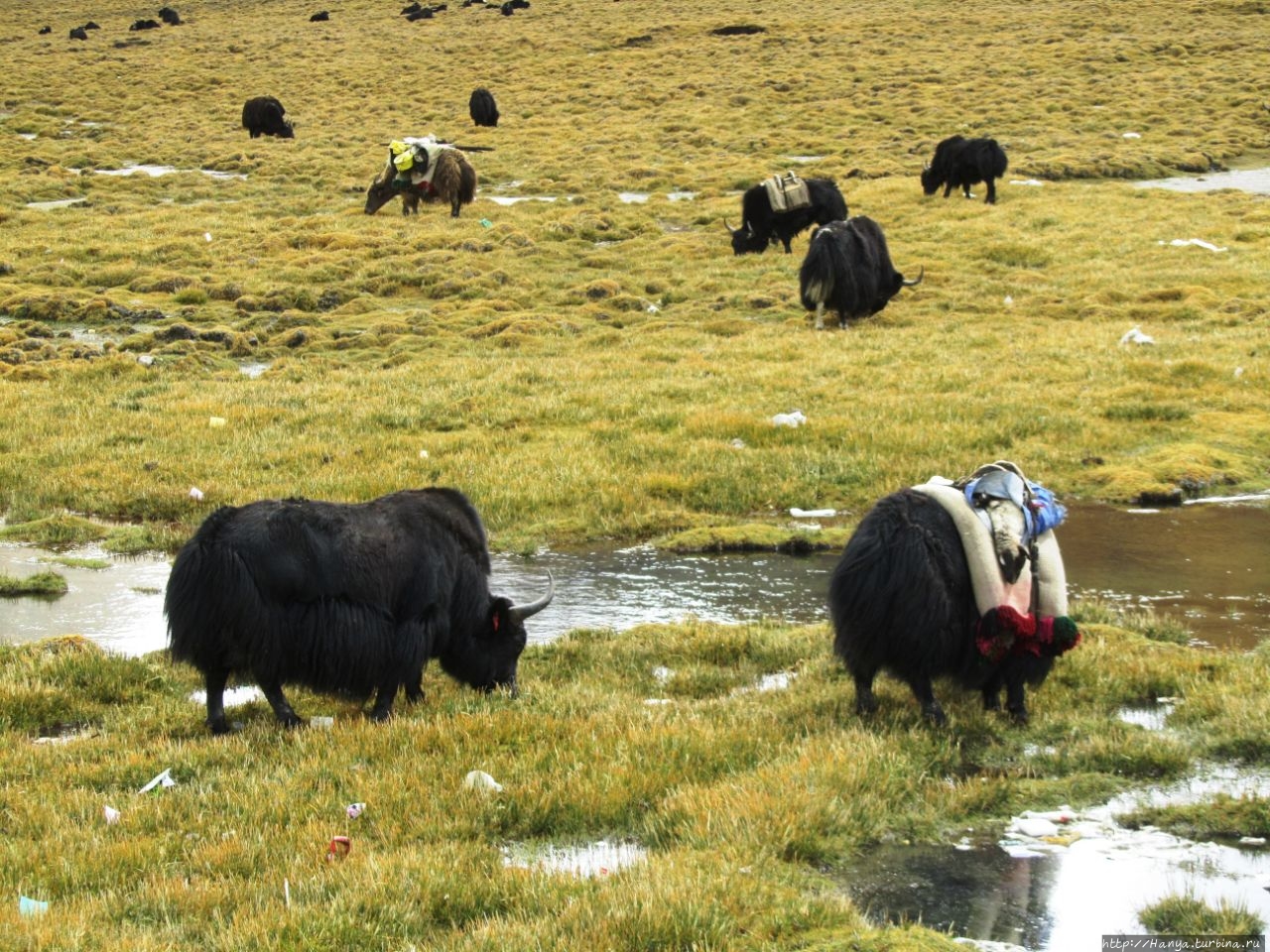 Перевал Гарола, или Карола Гьянце, Китай Перевал Гарола, или Карола Гьянце, Китай