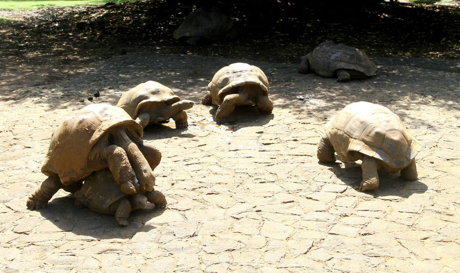 Гигантские черепахи заповедника Ла Ваниль
