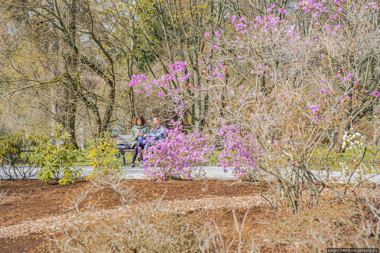 Ботанический сад в марте Рига, Латвия