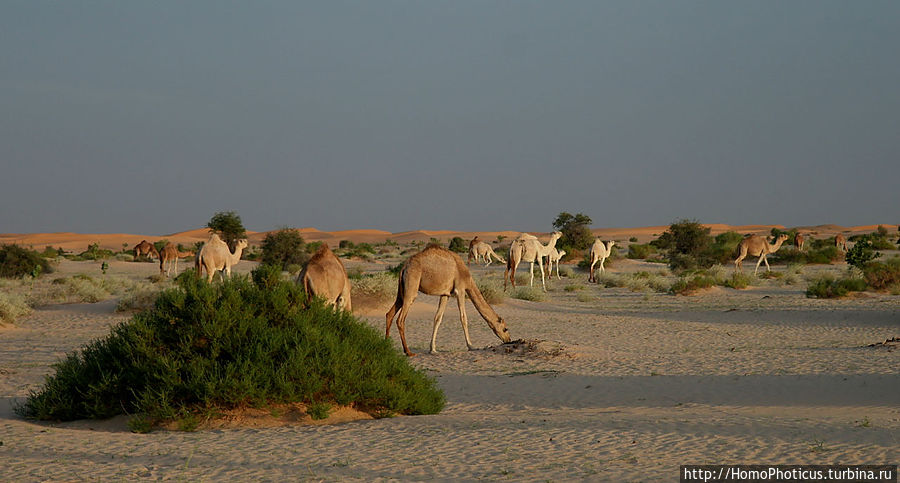 Релакс по-мавритански Тержит, Мавритания