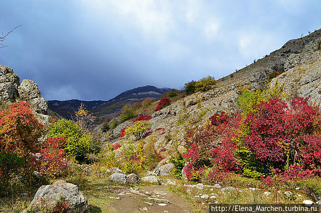 осенняя палитра Зеленогорья