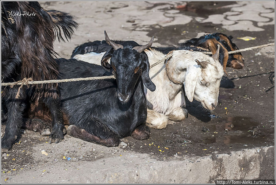 Местные домашние животные...
* Мумбаи, Индия