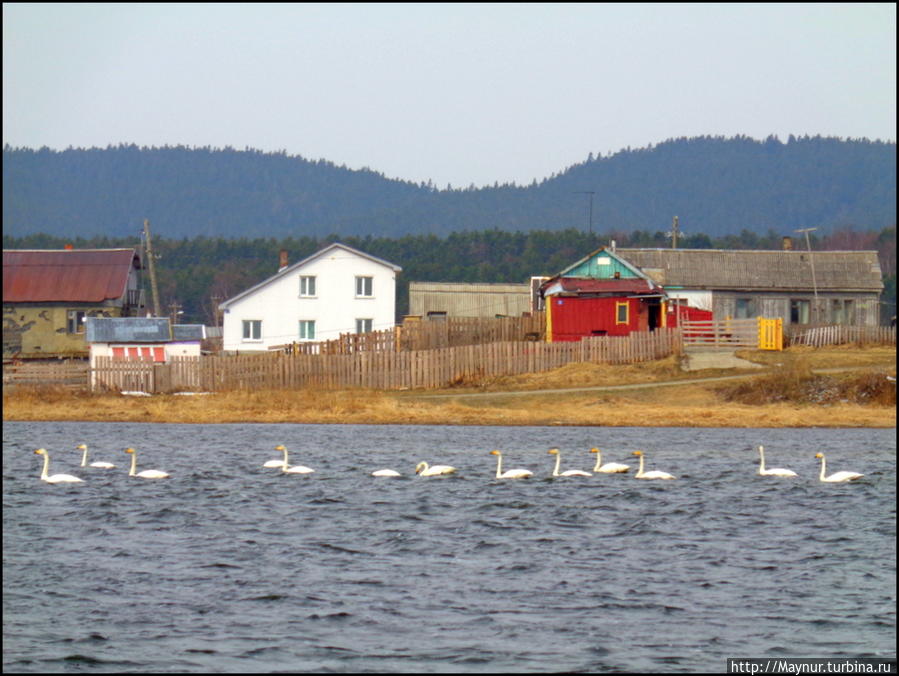 Пусть  летят  по  небу  лебеди... Южно-Сахалинск, Россия