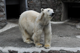 Белый медведь считается самым крупным наземным хищником на планете. Его длина достигает 3 м, масса до 1000 кг. Средний вес самцов 400 – 450 кг, длина тела 2 – 2,5 м, высота в холке до 1,3 – 1,5 м. Самки заметно мельче 200 – 300 кг. 

Самые мелкие медведи водятся на Шпицбергене, самые крупные – в Беринговом море.

В мире существует Международный день полярного медведя (International Polar Bear Day) – который отмечается 27 Февраля. 

С помощью этого праздника, внимание общественности обращается на необходимость охраны и сохранения этого уникального животного, ведь, по приблизительным подсчетам ученых, численность белого медведя в мире не превышает 25 тысяч особей.

Полярный медведь занесен в Красную книгу как исчезающий вид.