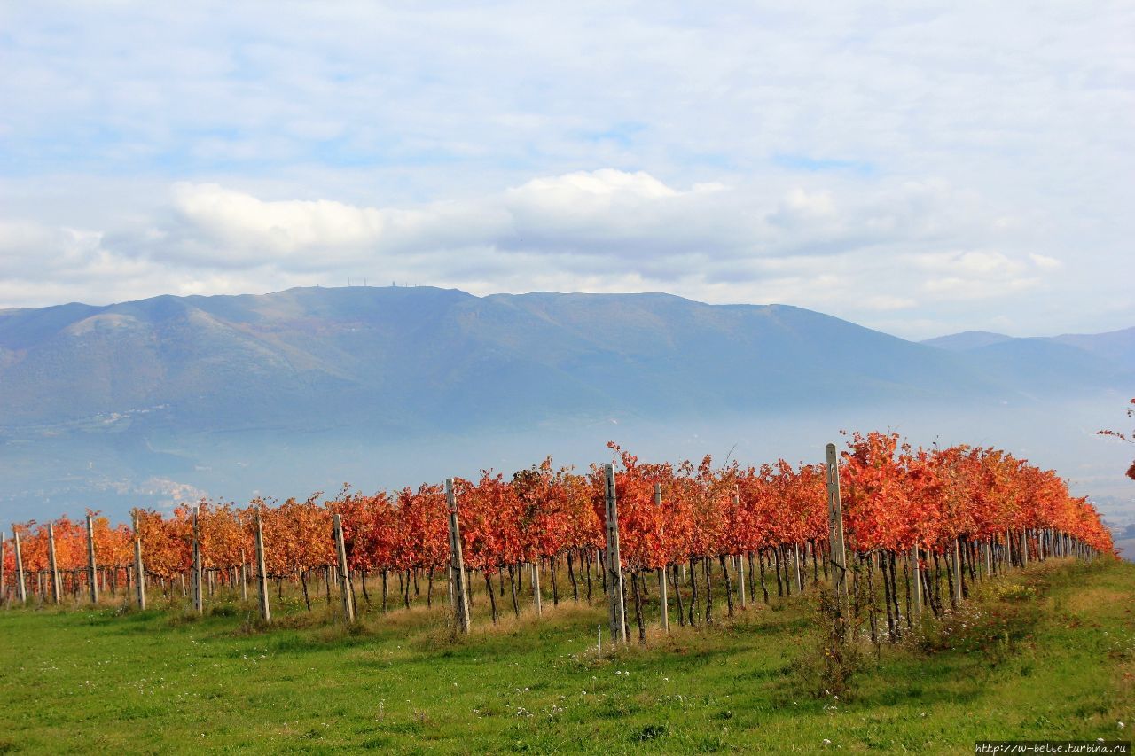 Алые виноградники у Соколиной горы Монтефалько, Италия