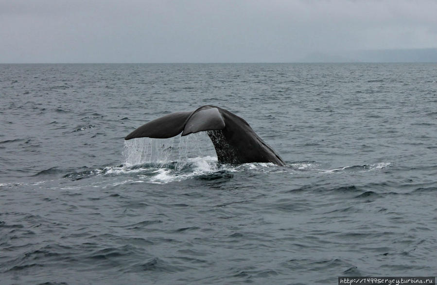 Анденес. Встреча с китом Анденес, Норвегия