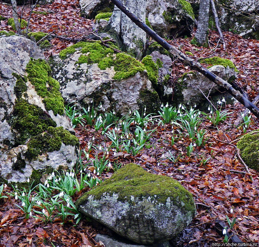 Мартовские первоцветы в горах Крыма.