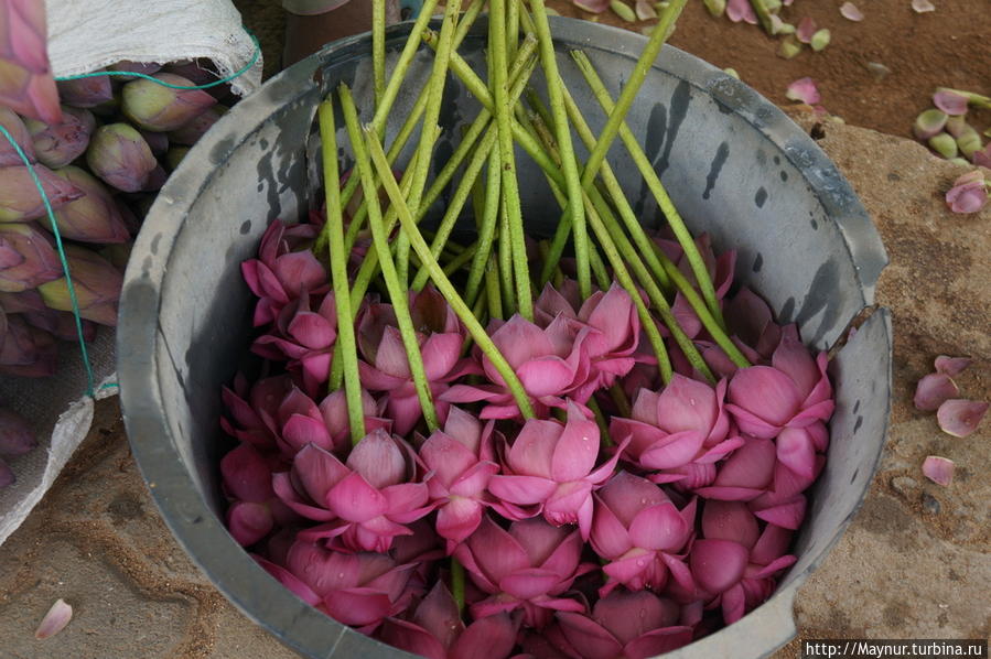 ..  и  цветок  .расцвел. Катарагама, Шри-Ланка