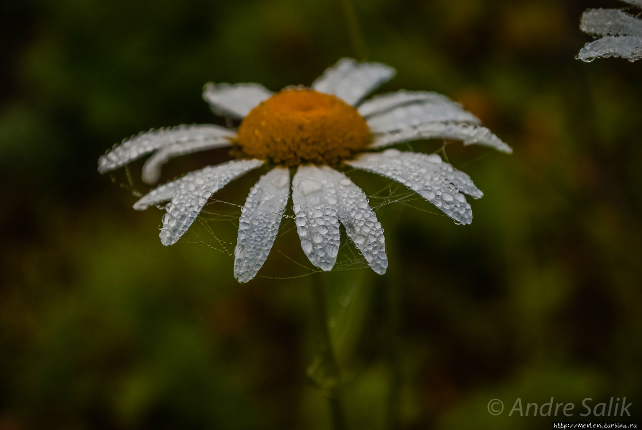 В лесу до рассвета Сигулда, Латвия