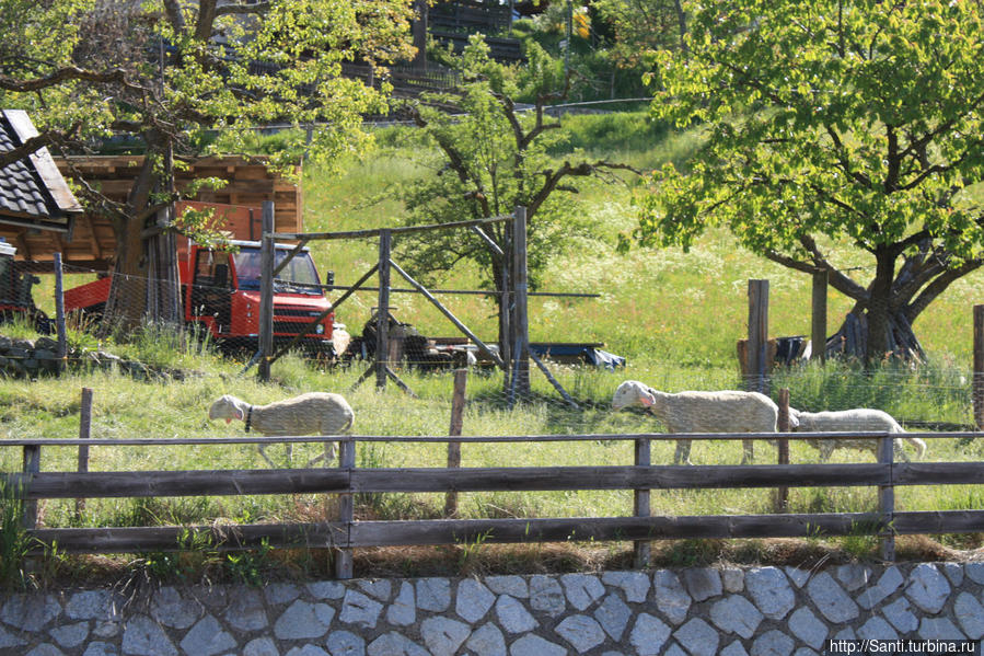 Вот они, овечки-кормилицы! (Я привезла из Италии больше трех килограммов местной шерсти, хотя вряд ли именно от этих овец) Брессаноне, Италия