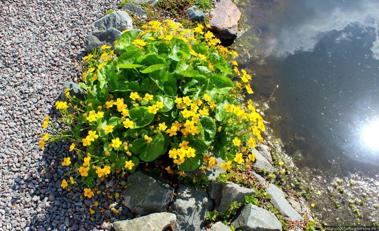 Муромская весна золотит водоёмы калужницами. Муромская весна золотит водоёмы калужницами.