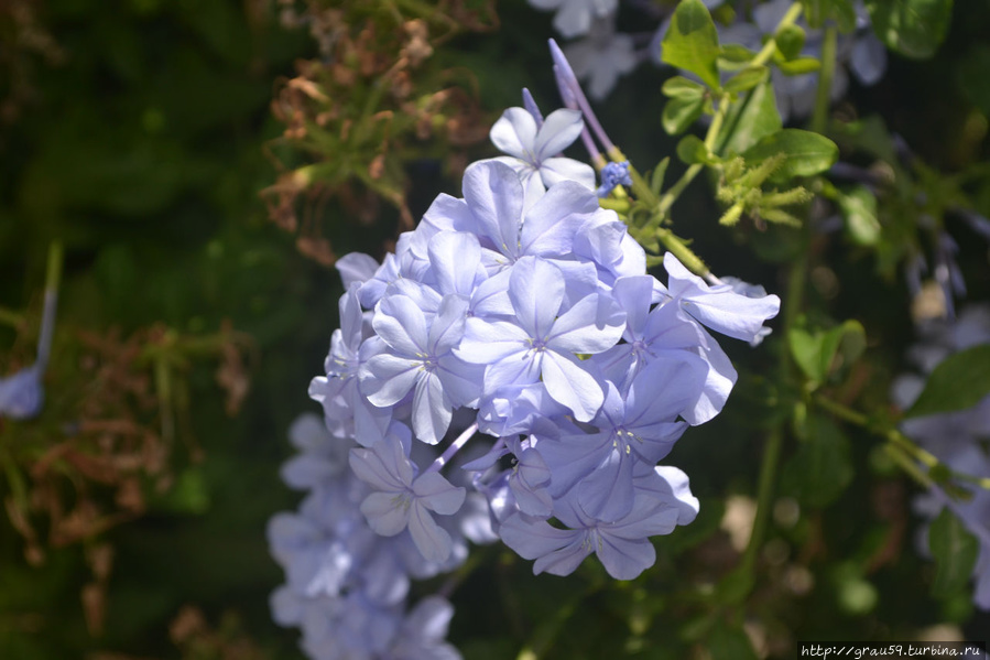 Цветы Родоса Остров Родос, Греция