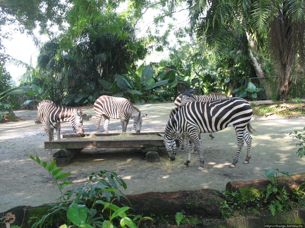 Сингапурский Зоопарк Мандай Сингапур (столица), Сингапур (город-государство)
