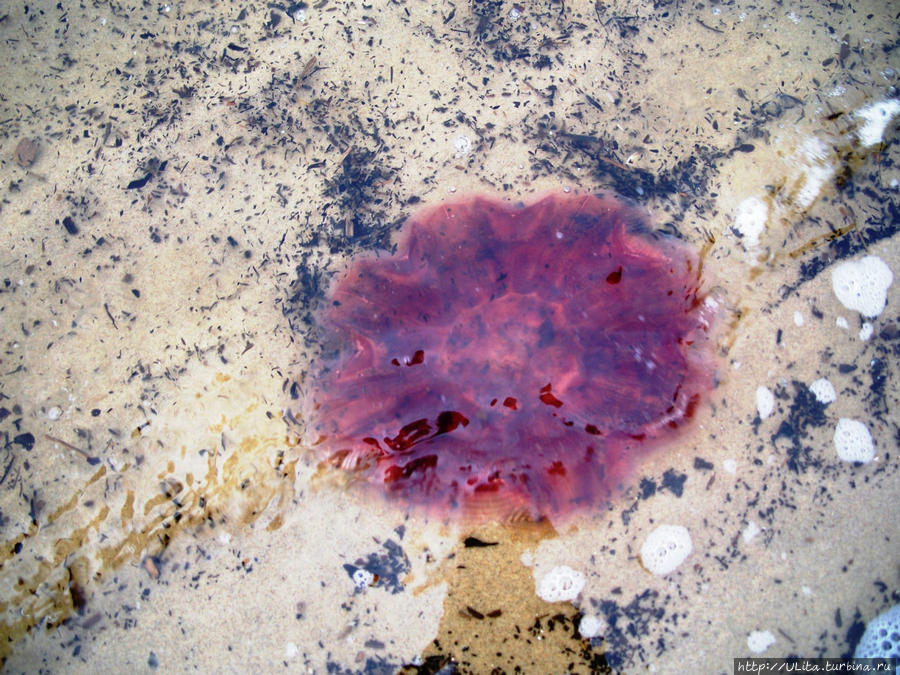 медузы Белого моря Архангельская область, Россия