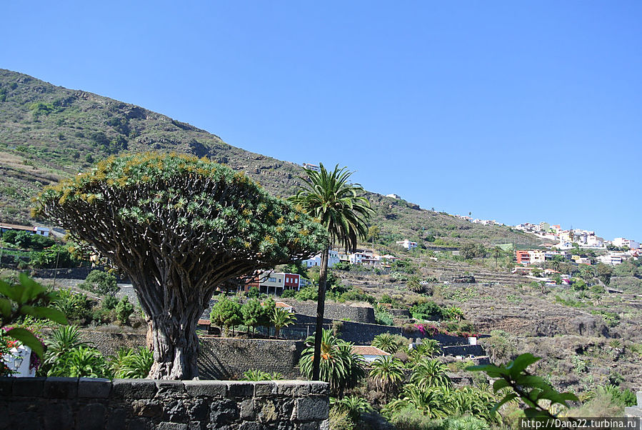 Драконовое дерево, которому более 2000 лет Икод-де-лос-Винос, остров Тенерифе, Испания