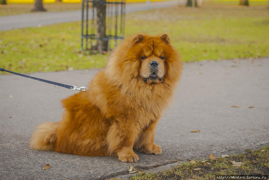 В ноябре в парке Кронвальда Рига, Латвия