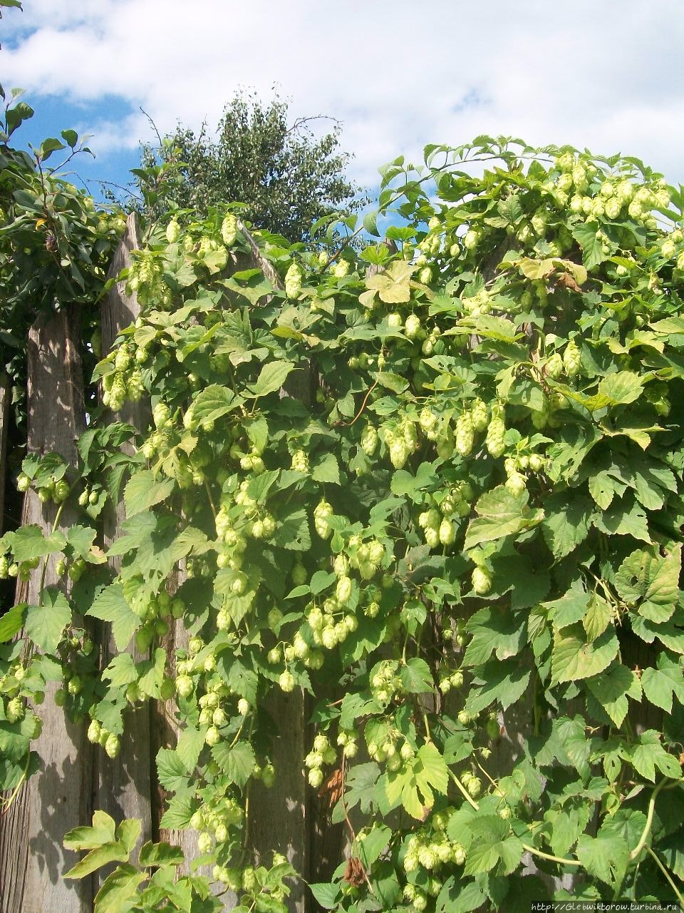 Осмотр немногочисленных достопримечательностей Венёв, Россия