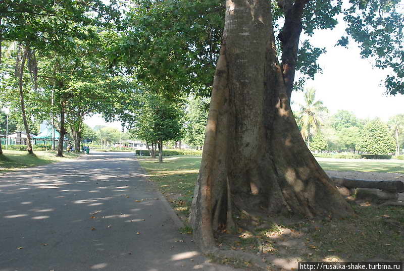 Пробковое дерево Джокьякарта, Индонезия