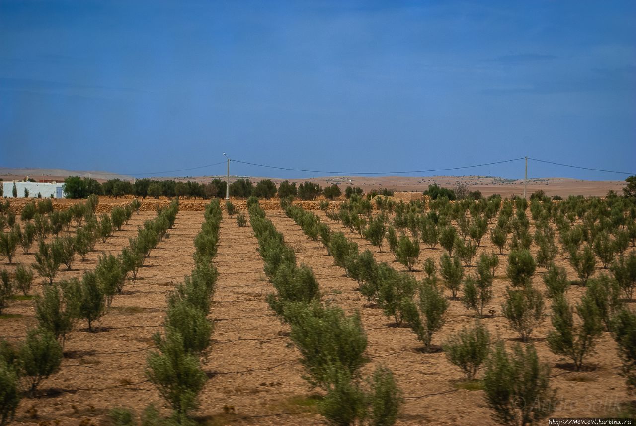 Крохотная ферма по производству  масла Марокко