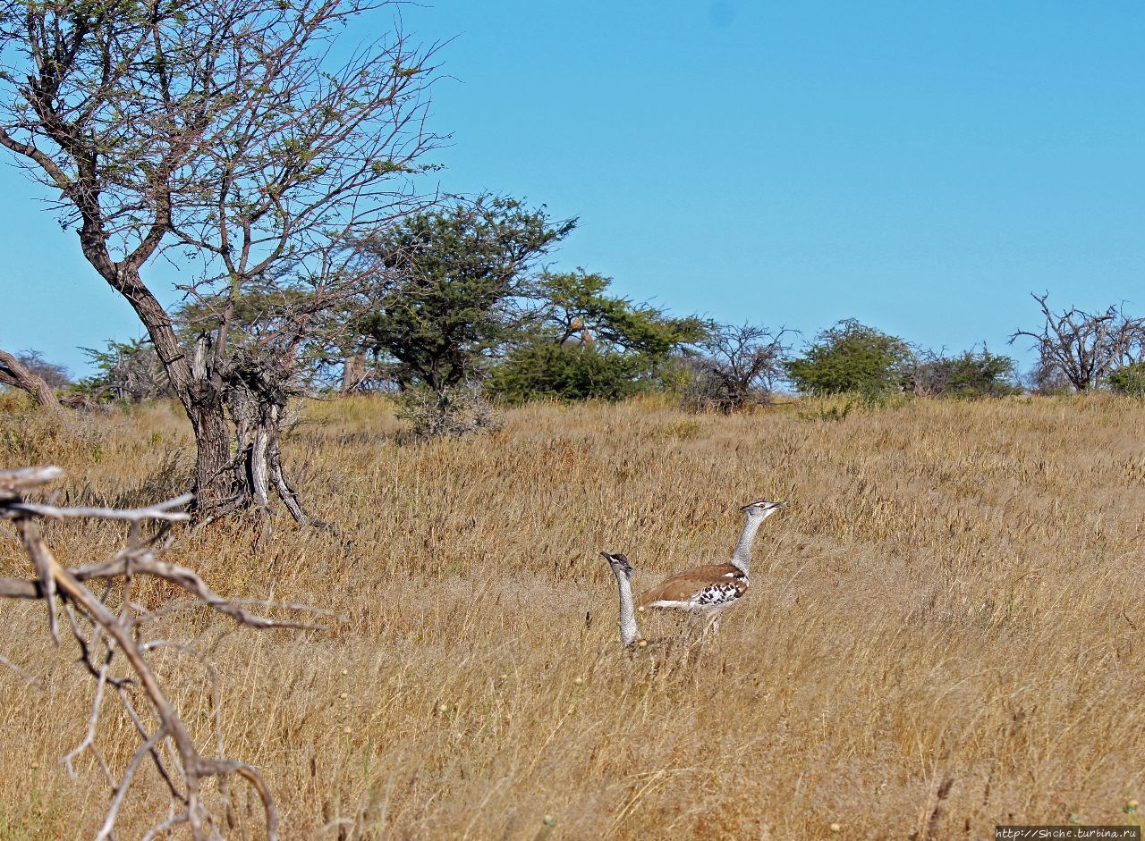 Въезд Намутони Этоша Национальный Парк, Намибия