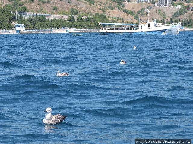 Морская рыбалка в Алуште Алушта, Россия