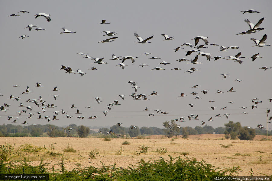 Дорога в Биканер и озеро оккупированное птицами Индия