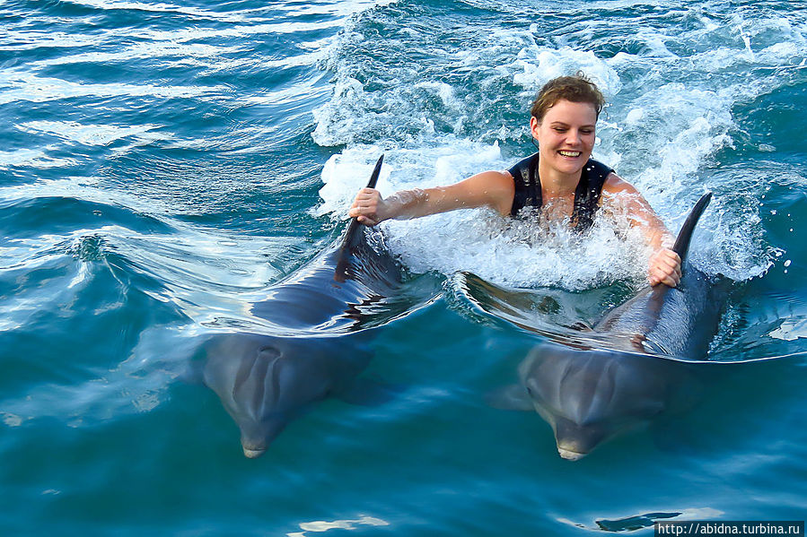 Купание с дельфинами Негрил, Ямайка
