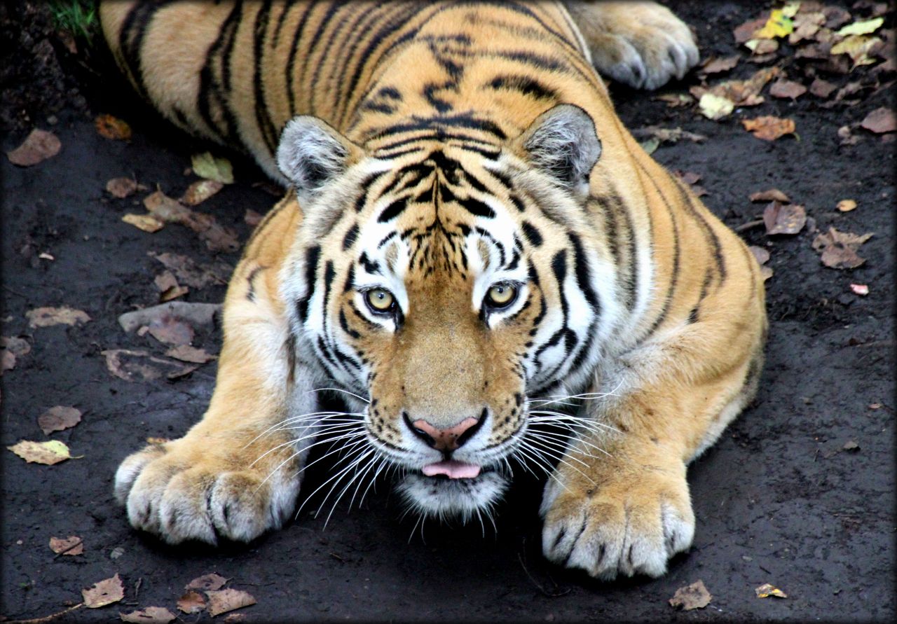 Дальний Восток ч.1 — Приморский край Уссурийск, Россия Дальний Восток ч.1 — Приморский край Уссурийск, Россия