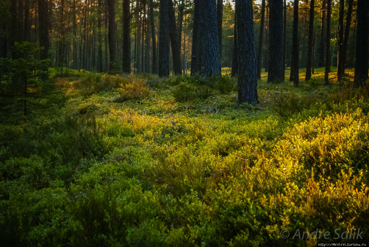Красивое взморье Юрмала, Латвия