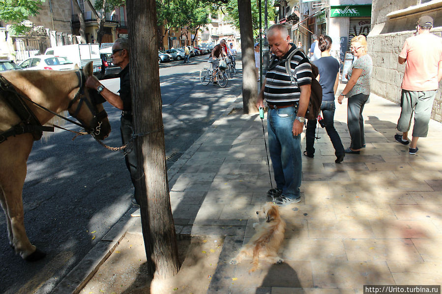 Даже собаки в Валенсии ленивые Валенсия, Испания