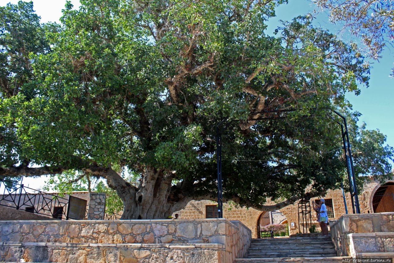 Древняя сикомора (600 лет) Айя-Напа, Кипр