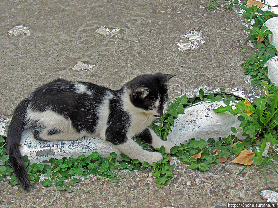 монастыркий кот — объект, повышающий рейтинг любой заметки :))))))) Черепиш, Болгария