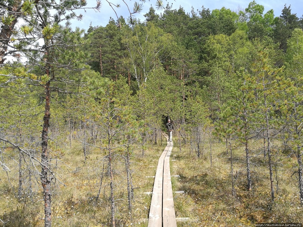 Болото Виру Болота Виру природный парк, Эстония