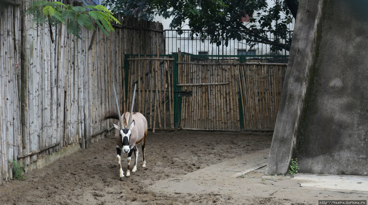 Зоопарк Ханоя Ханой, Вьетнам