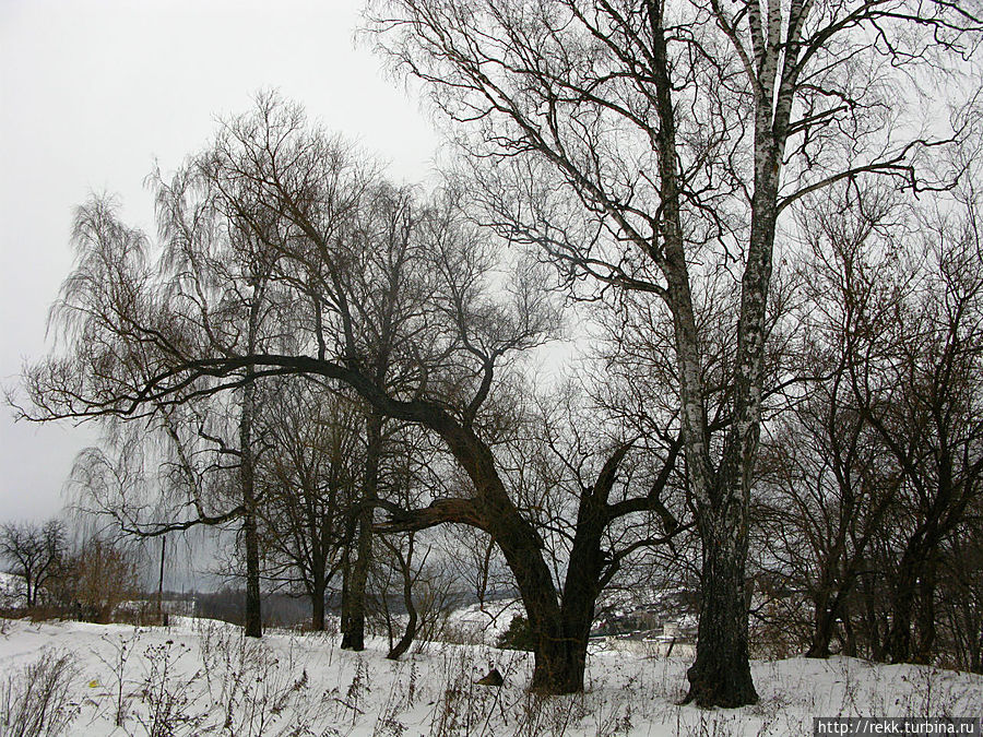 Старые деревья склонились над Волгой Старица, Россия