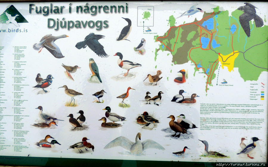 Туристическая информация по птицам этого региона на  трассе № 1 Дьюпивогур, Исландия